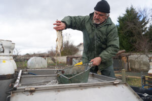 2026 02 17 viddange canal 5 siphons 50