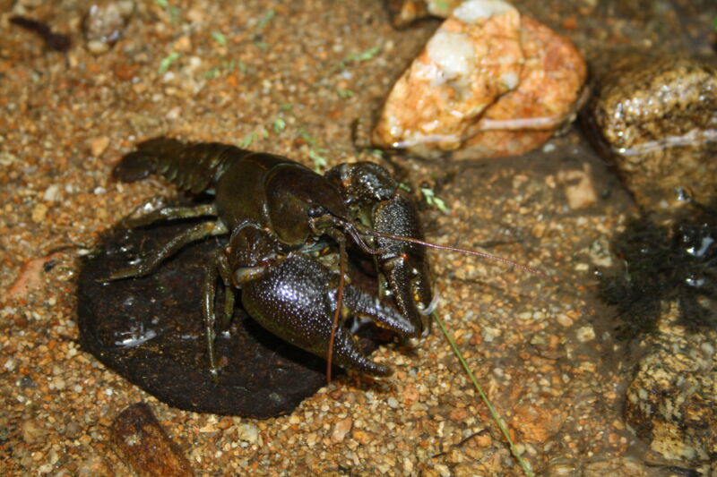 écrevisse à pattes blanches